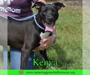 Labrador Retriever-Unknown Mix Dogs for adoption in Pensacola, FL, USA