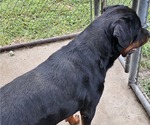 Small Photo #1 Rottweiler Puppy For Sale in WAVERLY, MO, USA