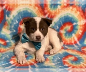 Border Collie-Pomsky Mix Puppy for sale in LANCASTER, PA, USA