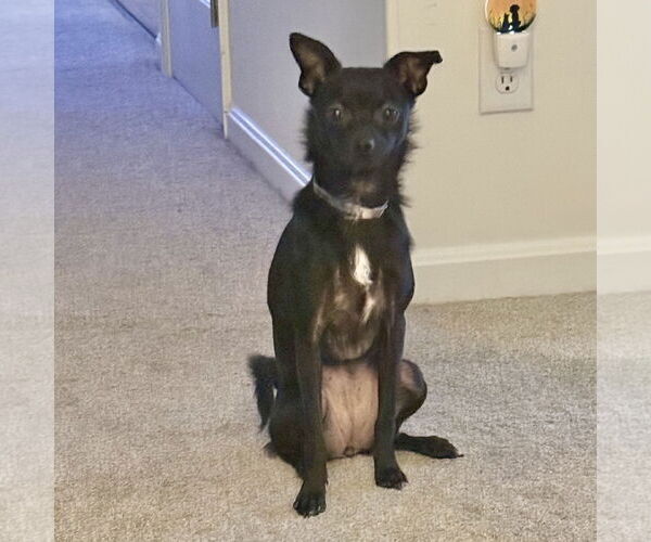 Medium Photo #9 Chihuahua-Unknown Mix Puppy For Sale in Alexandria, KY, USA