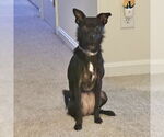 Small #8 Chihuahua Mix