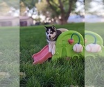Small Photo #2 Siberian Husky Puppy For Sale in TONOPAH, NV, USA