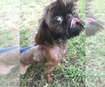 Small Photo #2 Shih Tzu Puppy For Sale in CANTONMENT, FL, USA