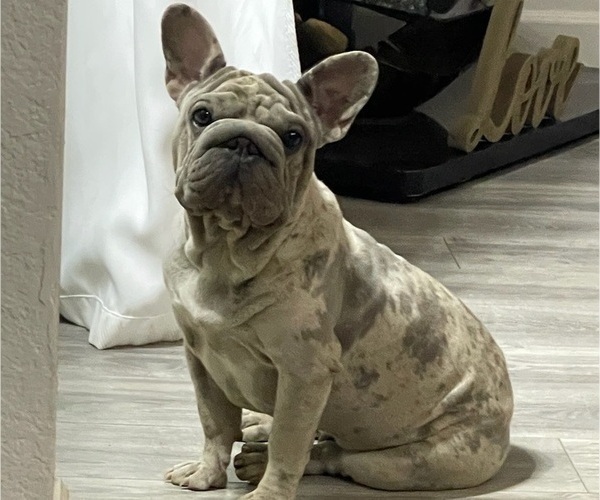 Medium Photo #1 French Bulldog Puppy For Sale in FRESNO, CA, USA