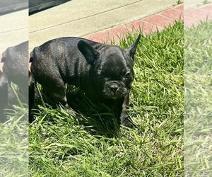 Medium French Bulldog