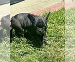 Puppy Cyrus French Bulldog