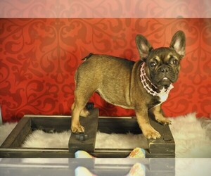French Bulldog Puppy for sale in HUDSON, CO, USA