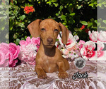 Small Photo #6 Dachshund Puppy For Sale in MIAMI, FL, USA
