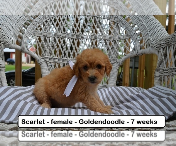 Medium Photo #1 Goldendoodle Puppy For Sale in CLARKRANGE, TN, USA