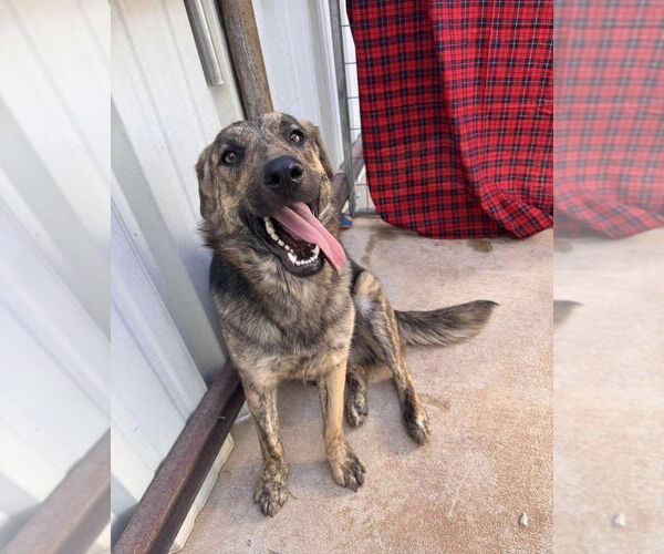 Medium Photo #6 Plott Hound-Unknown Mix Puppy For Sale in Grafton, WI, USA