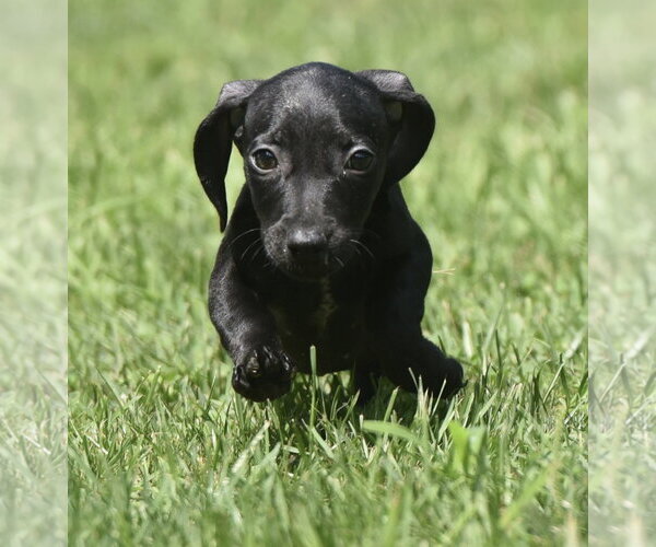 Medium Photo #5 Dachshund-Unknown Mix Puppy For Sale in Mechanicsburg, PA, USA