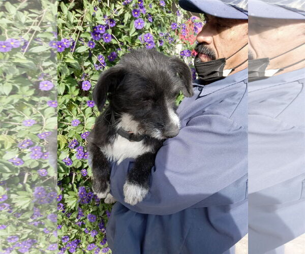 Medium Photo #2 Mutt Puppy For Sale in San Diego, CA, USA