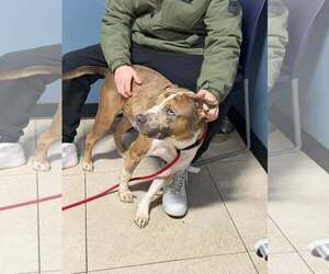 Mutt Dogs for adoption in Westwood, NJ, USA