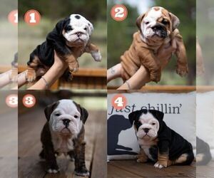 English Bulldog Puppy for sale in SOUTH LAKE TAHOE, CA, USA