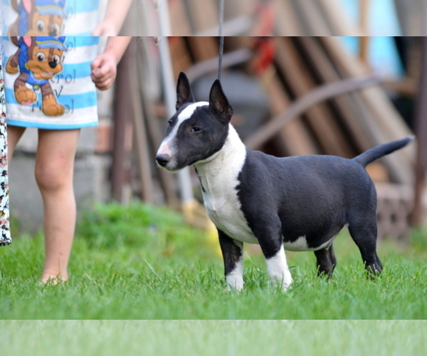 Medium Photo #8 Miniature Bull Terrier Puppy For Sale in Kiskoros, Bacs-Kiskun, Hungary