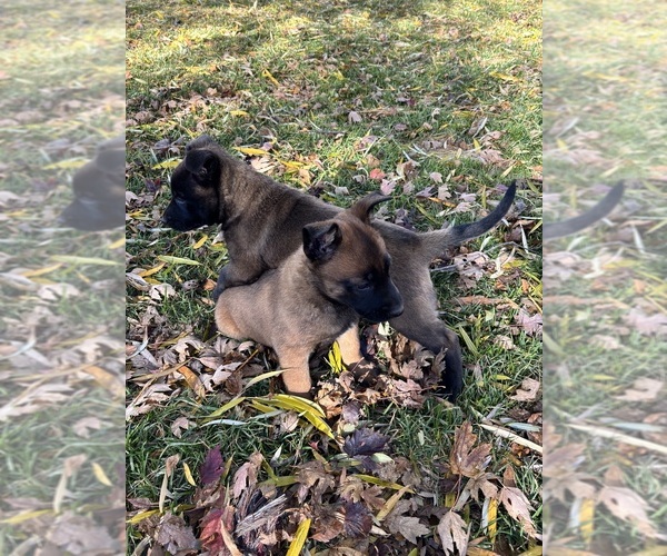 Medium Photo #9 Belgian Malinois Puppy For Sale in EPHRATA, WA, USA