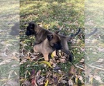 Small #8 Belgian Malinois