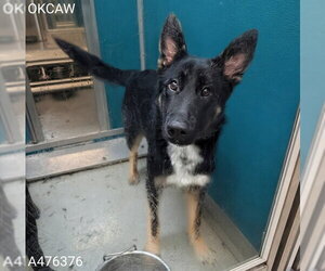 German Shepherd Dog Dogs for adoption in Oklahoma City, OK, USA