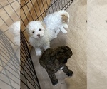 Small Photo #10 Poodle (Miniature) Puppy For Sale in GLOUCESTER, VA, USA