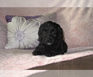 Poodle (Miniature) Puppy for sale in FREDONIA, KY, USA