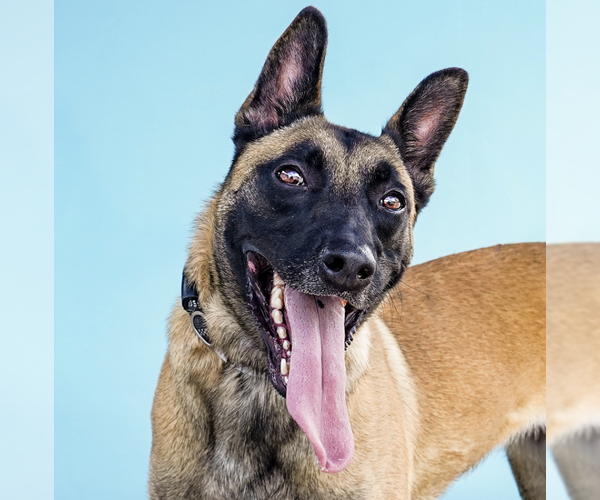 Medium Photo #1 Mutt Puppy For Sale in Pasadena, CA, USA