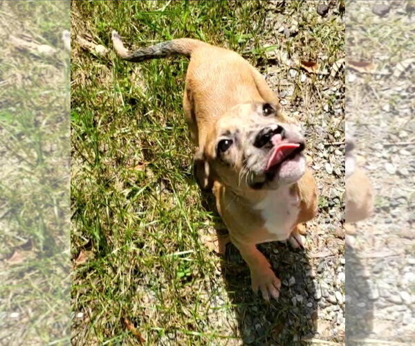 Medium Photo #3 American Pit Bull Terrier-Unknown Mix Puppy For Sale in Chester, VA, USA