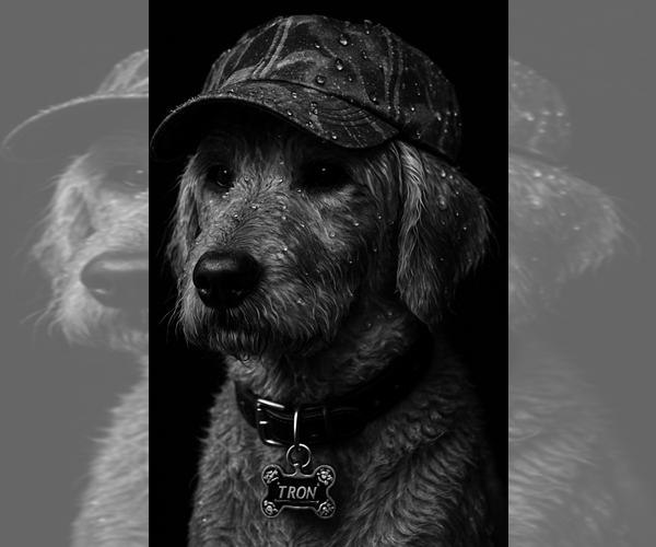 Medium Photo #1 Goldendoodle Puppy For Sale in NORTH AUGUSTA, SC, USA