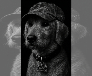 Father of the Goldendoodle puppies born on 03/05/2026