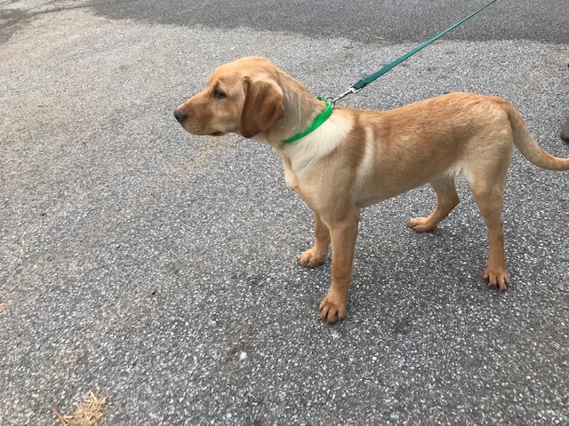 Medium Photo #2 Labrador Retriever Puppy For Sale in BUCK, PA, USA