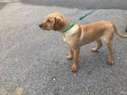 Small Photo #2 Labrador Retriever Puppy For Sale in BUCK, PA, USA