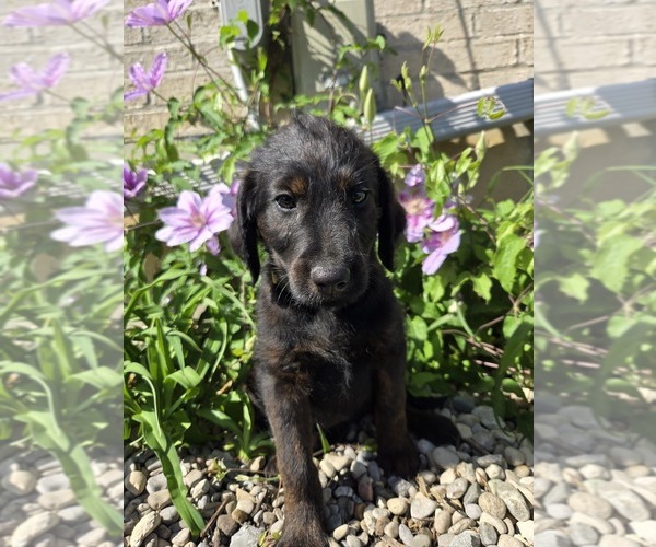 Medium Photo #1 Labradoodle Puppy For Sale in WILLIAMSTOWN, KY, USA