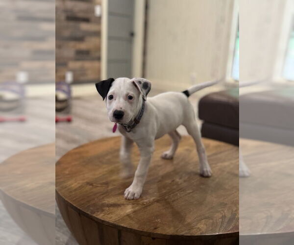 Medium Photo #2 Bulloxer Puppy For Sale in Claremore, OK, USA