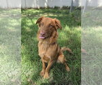 Small Photo #9 Retriever -Unknown Mix Puppy For Sale in Sandy, UT, USA