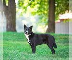 Small #2 Karelian Bear Dog Mix