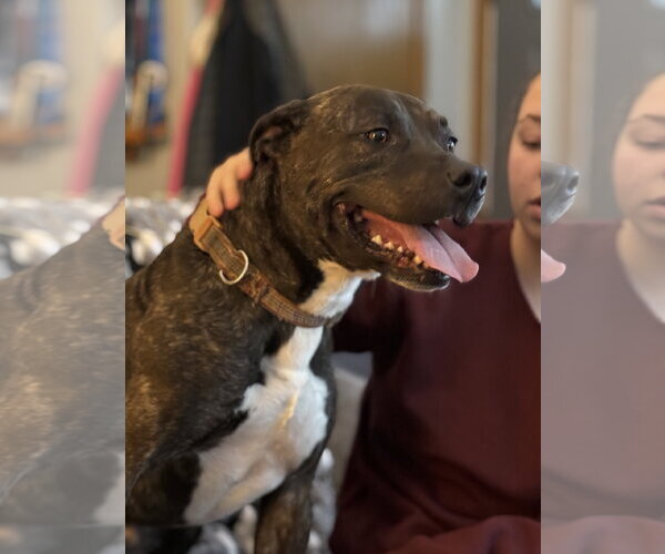 Medium Photo #7 Mutt Puppy For Sale in Farmington, MN, USA