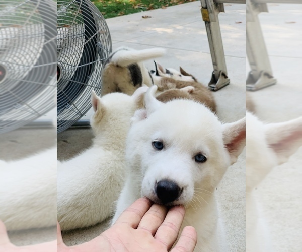 Medium Photo #1 Siberian Husky Puppy For Sale in ATL, GA, USA