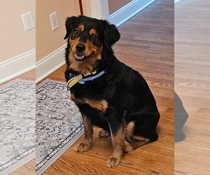 Labrottie Dogs for adoption in Holly Springs, NC, USA