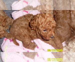 Poodle (Toy) Puppy for sale in DULUTH, GA, USA