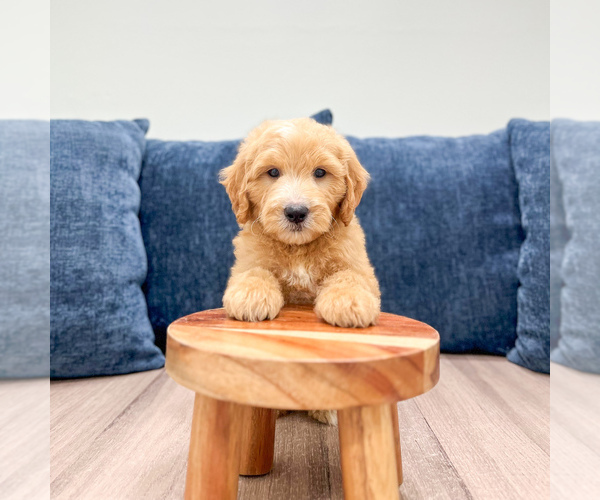 Medium Photo #2 Goldendoodle (Miniature) Puppy For Sale in MILLERSBURG, OH, USA