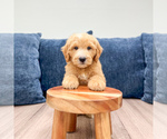 Small Photo #18 Goldendoodle (Miniature) Puppy For Sale in MILLERSBURG, OH, USA