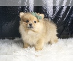 Small #3 Pomeranian