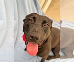 Small #5 Labrador Retriever Mix