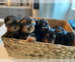 Small #6 Yorkshire Terrier