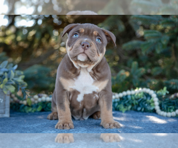 Medium Photo #1 American Bully Puppy For Sale in TOPEKA, IN, USA