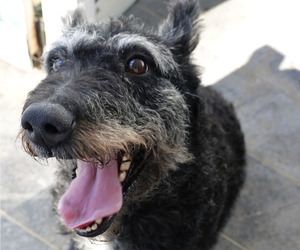 Dutch Shepherd Dog Puppy for sale in S CHARLESTON, WV, USA