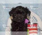 Small #8 Poodle (Toy)-Yorkshire Terrier Mix
