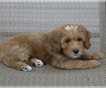Puppy Heidi Golden Cavadoodle
