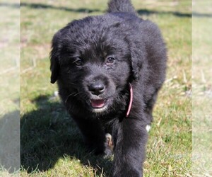 Doberman Pinscher Puppy for sale in CLAYTON, WA, USA