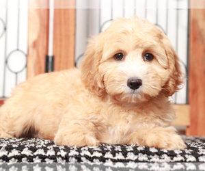 Cavapoo Puppy for sale in NAPLES, FL, USA