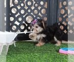 Autumn - Female Yo-Chon Puppy for Sale - Photo #5